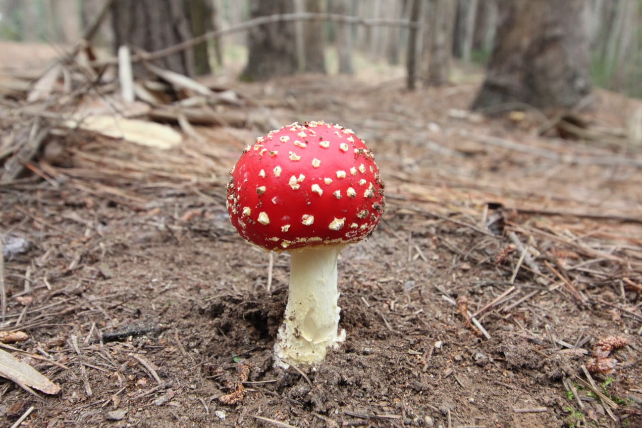 Más que un ícono otoñal: Las interrogantes que abre la expansión de Amanita muscaria en bosques nativos del sur del mundo