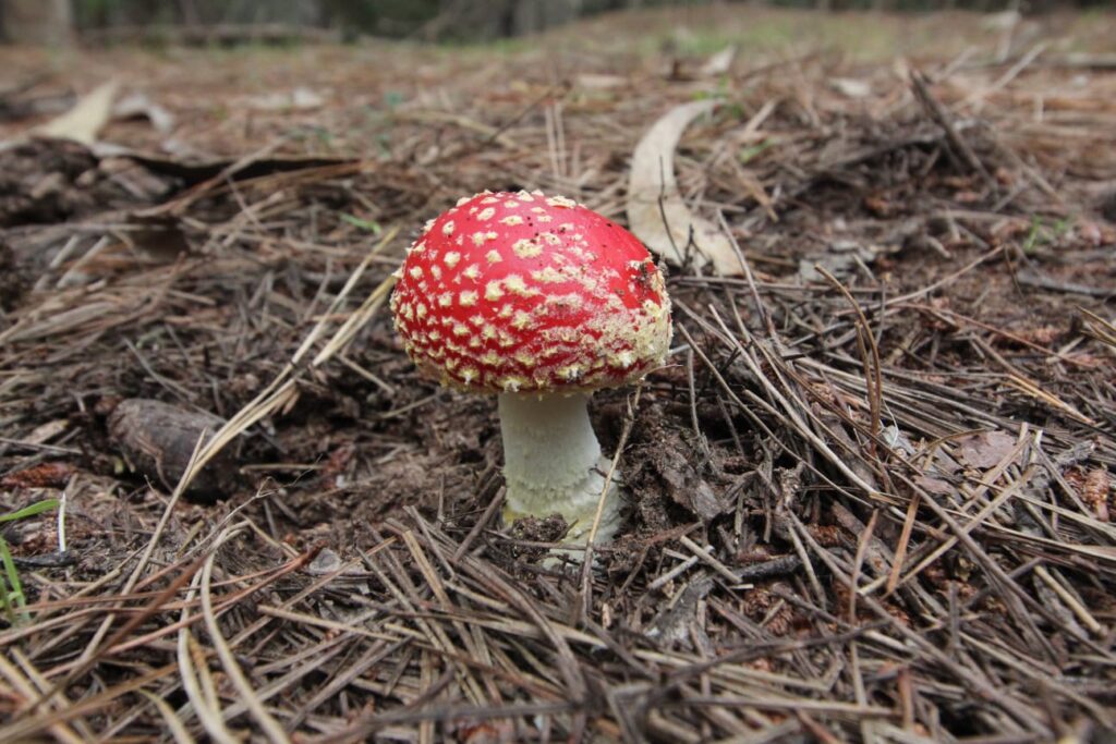 Amanita muscaria presente en bosques nativos de Chile. Créditos (CC-BY): Cortesía de Tamara Núñez, periodista de Ladera Sur.