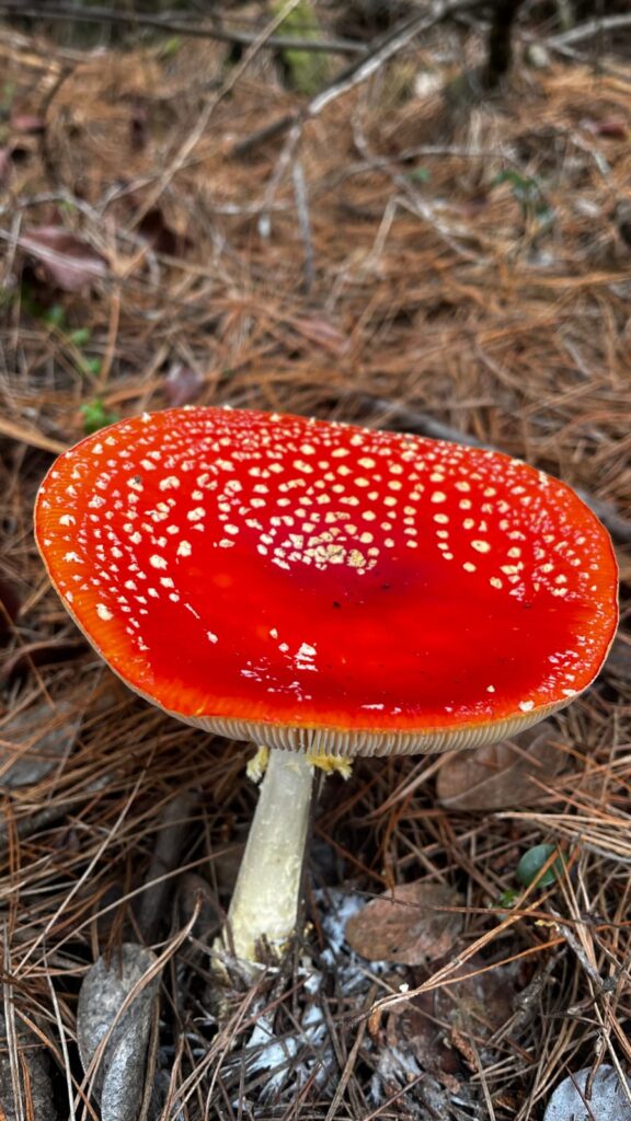 Amanita muscaria presente en bosques nativos de Chile. Créditos (CC-BY): Cortesía de Tamara Núñez, periodista de Ladera Sur.