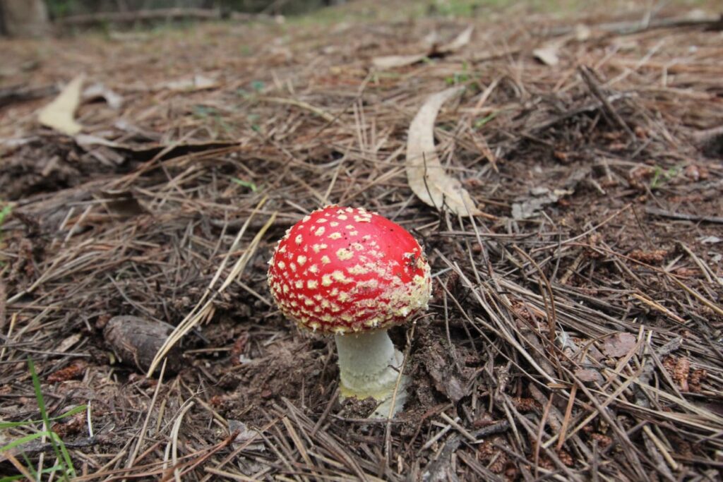 Amanita muscaria presente en bosques nativos de Chile. Créditos (CC-BY): Cortesía de Tamara Núñez, periodista de Ladera Sur.