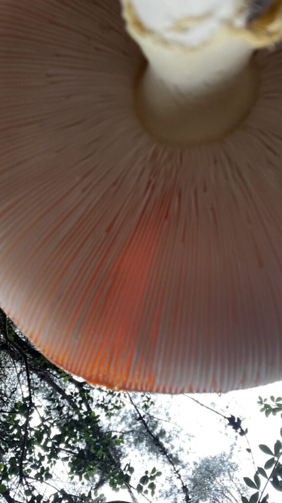 Amanita muscaria presente en bosques nativos de Chile. Créditos (CC-BY): Cortesía de Tamara Núñez, periodista de Ladera Sur.
