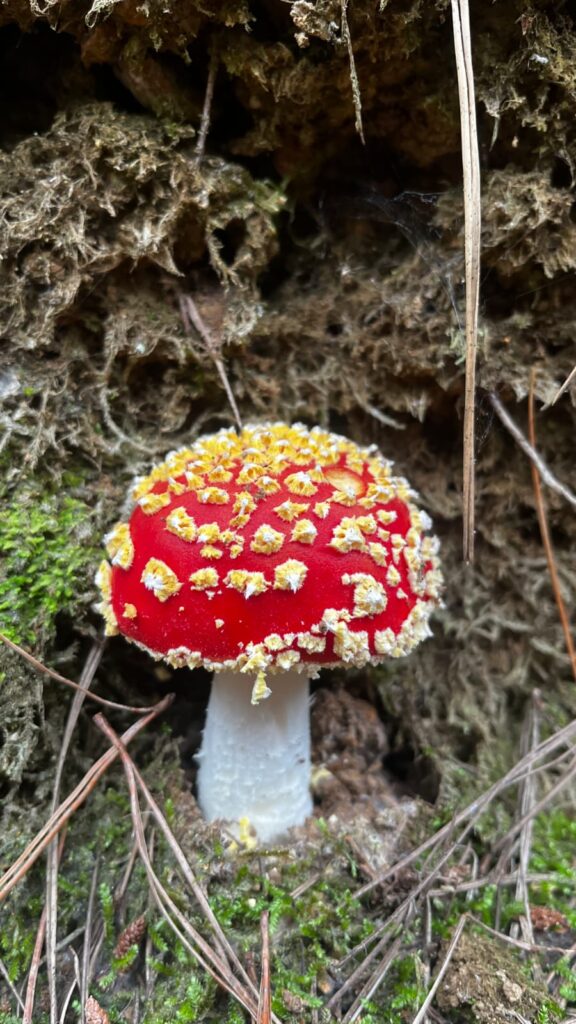 Amanita muscaria presente en bosques nativos de Chile. Créditos (CC-BY): Cortesía de Tamara Núñez, periodista de Ladera Sur.