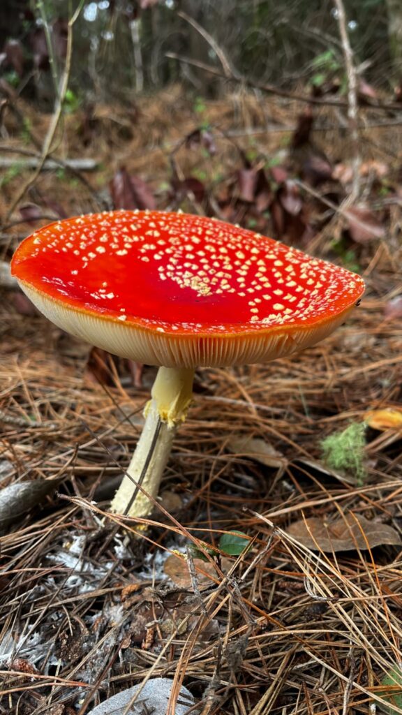 Amanita muscaria presente en bosques nativos de Chile. Créditos (CC-BY): Cortesía de Tamara Núñez, periodista de Ladera Sur.