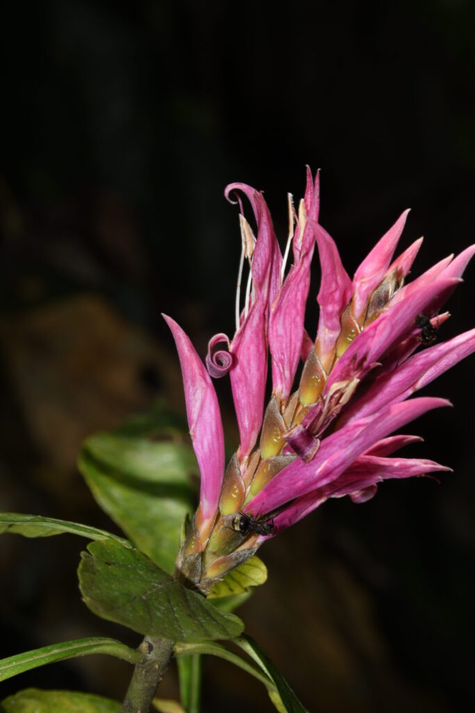 Créditos: Pablo Gallego, RBG Kew, cortesía de IEB