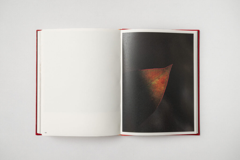 Foto de la maqueta del libro „Megaincendio“. La Foto muestra una hoja de eucalipto al borde de un camino en Canal Chacao. Debido a los aceites altamente inflamables de esta especie introducida, el eucalipto se ha convertido en una amenaza para la región. Canal Chacao, Quilpué, 05.11.2025, Chile. Créditos Stefan Nieland.