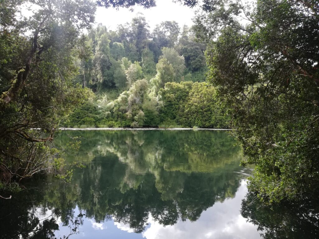 Bosque hundido, Río Maullín. Créditos: Fundación Legado Chile 