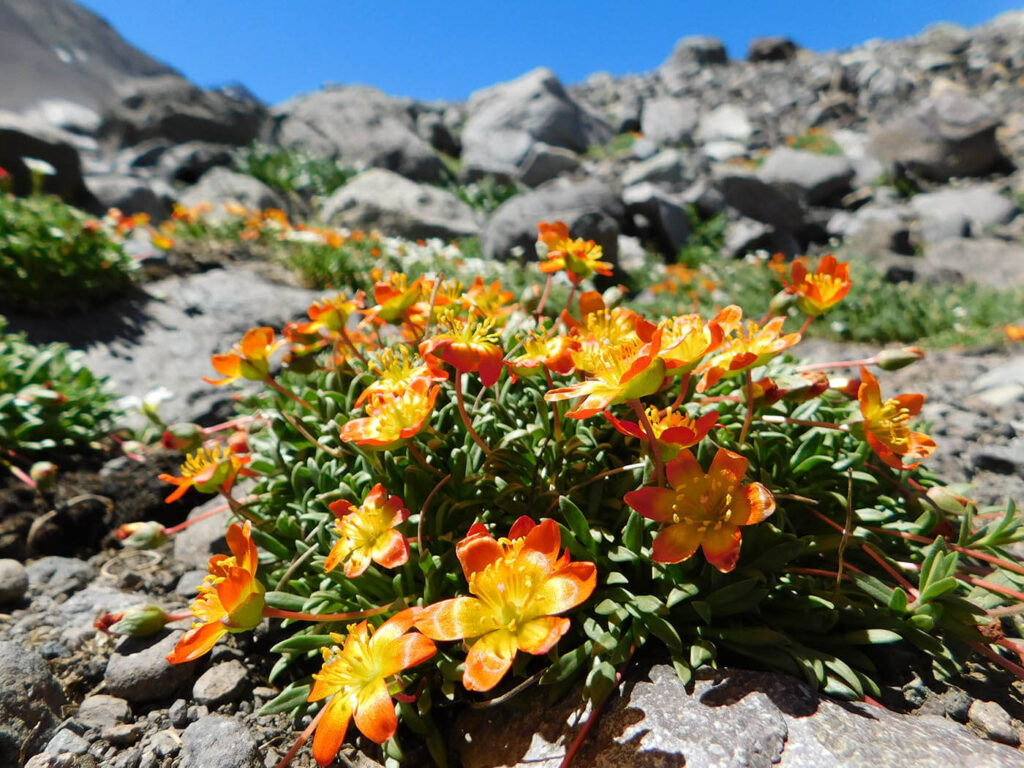Doquilla (Calandrinia caespitosa). Créditos (CC-BY): Camila Oyarzún.