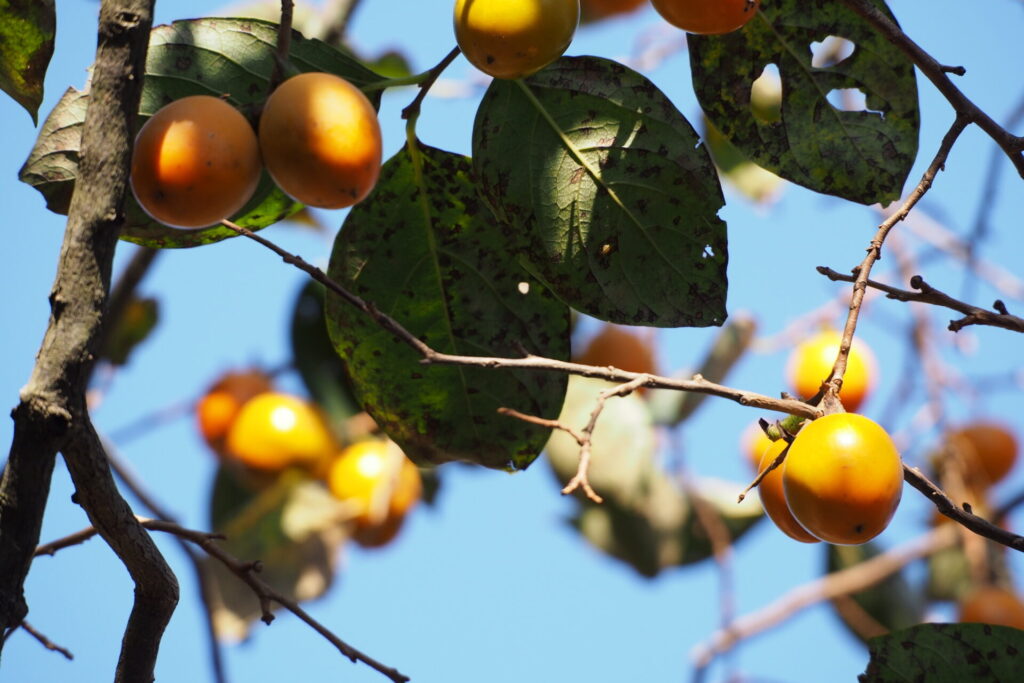 Caqui (Diospyros kaki). Créditos: © harum.koh, algunos derechos reservados (CC-BY-SA). https://www.inaturalist.org/observations/2306410