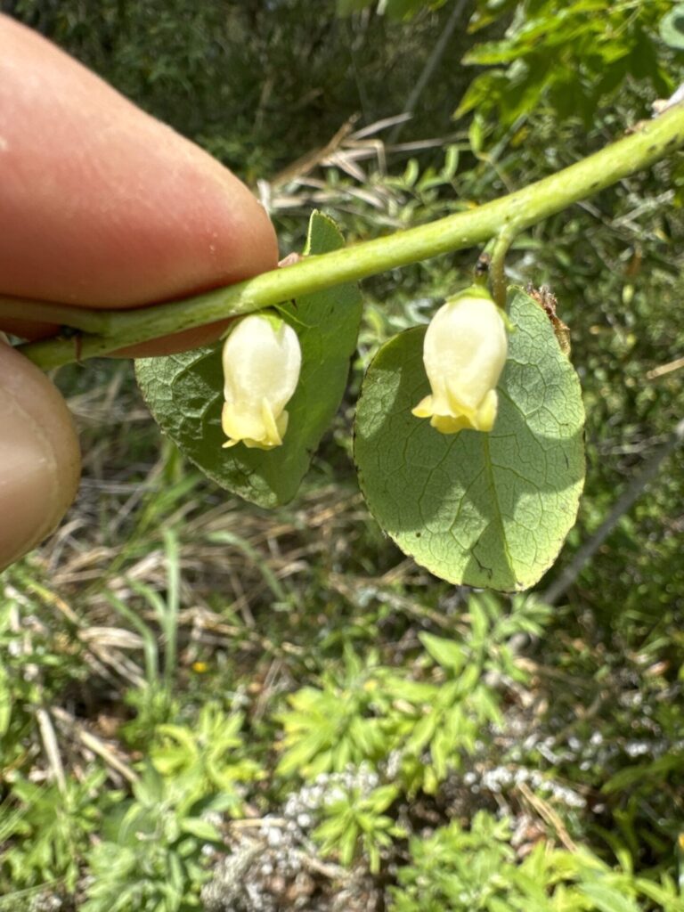 Caqui (Diospyros kaki). Créditos: © jrebman, algunos derechos reservados (CC-BY-NC). https://www.inaturalist.org/observations/223901029