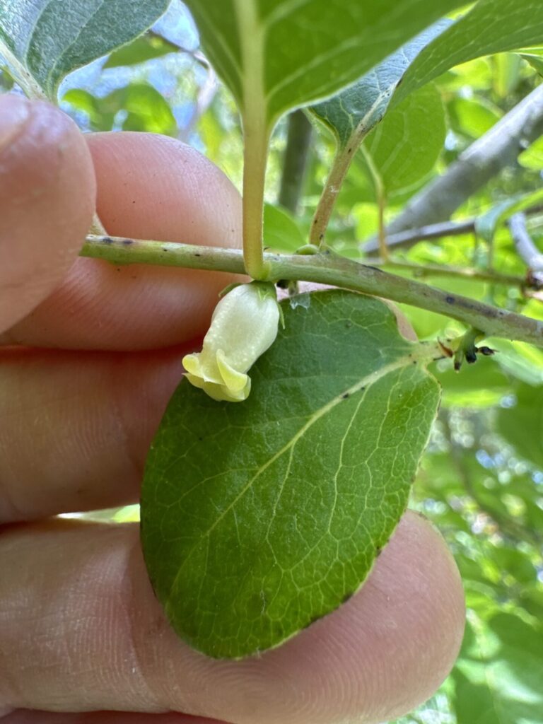 Caqui (Diospyros kaki). Créditos: © jrebman, algunos derechos reservados (CC-BY-NC). https://www.inaturalist.org/observations/223901029