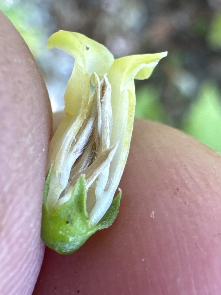 Caqui (Diospyros kaki). Créditos: © jrebman, algunos derechos reservados (CC-BY-NC). https://www.inaturalist.org/observations/223901029