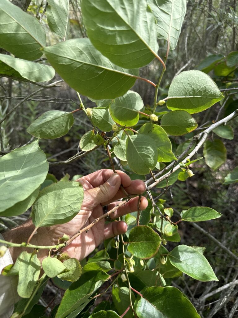 Caqui (Diospyros kaki). Créditos: © jrebman, algunos derechos reservados (CC-BY-NC). https://www.inaturalist.org/observations/223901029