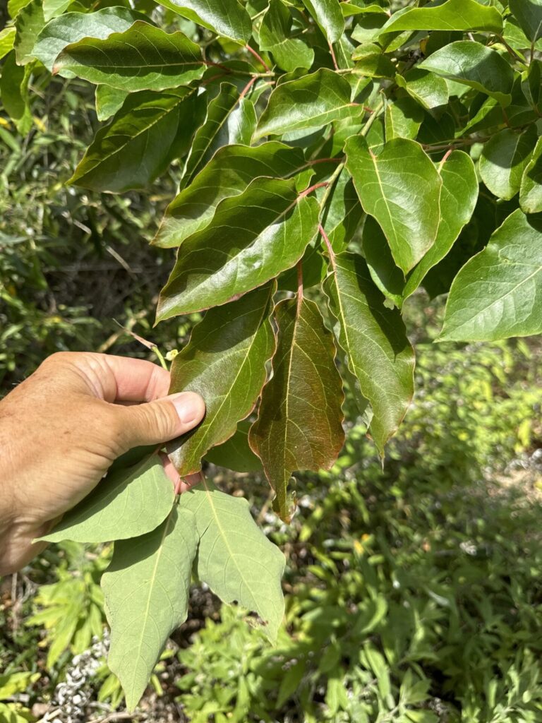 Caqui (Diospyros kaki). Créditos: © jrebman, algunos derechos reservados (CC-BY-NC). https://www.inaturalist.org/observations/223901029