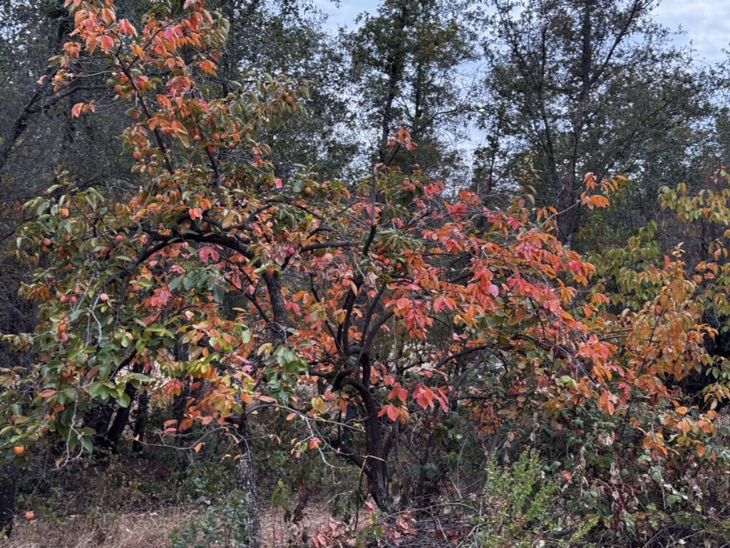Caqui (Diospyros kaki). Créditos: © L. Frongia, algunos derechos reservados (CC-BY-NC-SA). https://www.inaturalist.org/observations/250253660