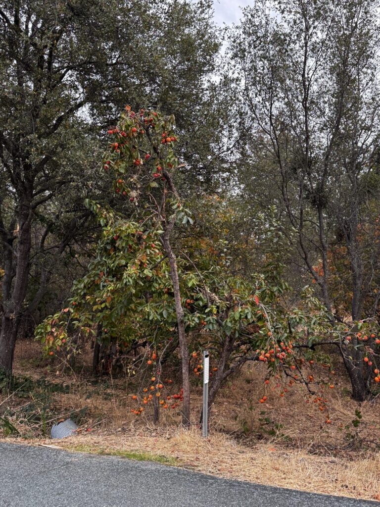 Caqui (Diospyros kaki). Créditos: © L. Frongia, algunos derechos reservados (CC-BY-NC-SA). https://www.inaturalist.org/observations/250253660