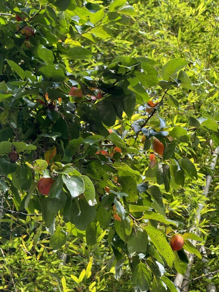 Caqui (Diospyros kaki). Créditos: © Lilia Efimtseva, algunos derechos reservados (CC-BY-NC). https://www.inaturalist.org/observations/250573839