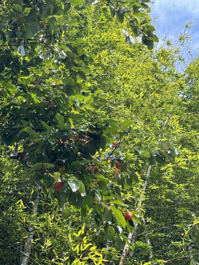 Caqui (Diospyros kaki). Créditos: © Lilia Efimtseva, algunos derechos reservados (CC-BY-NC). https://www.inaturalist.org/observations/250573839