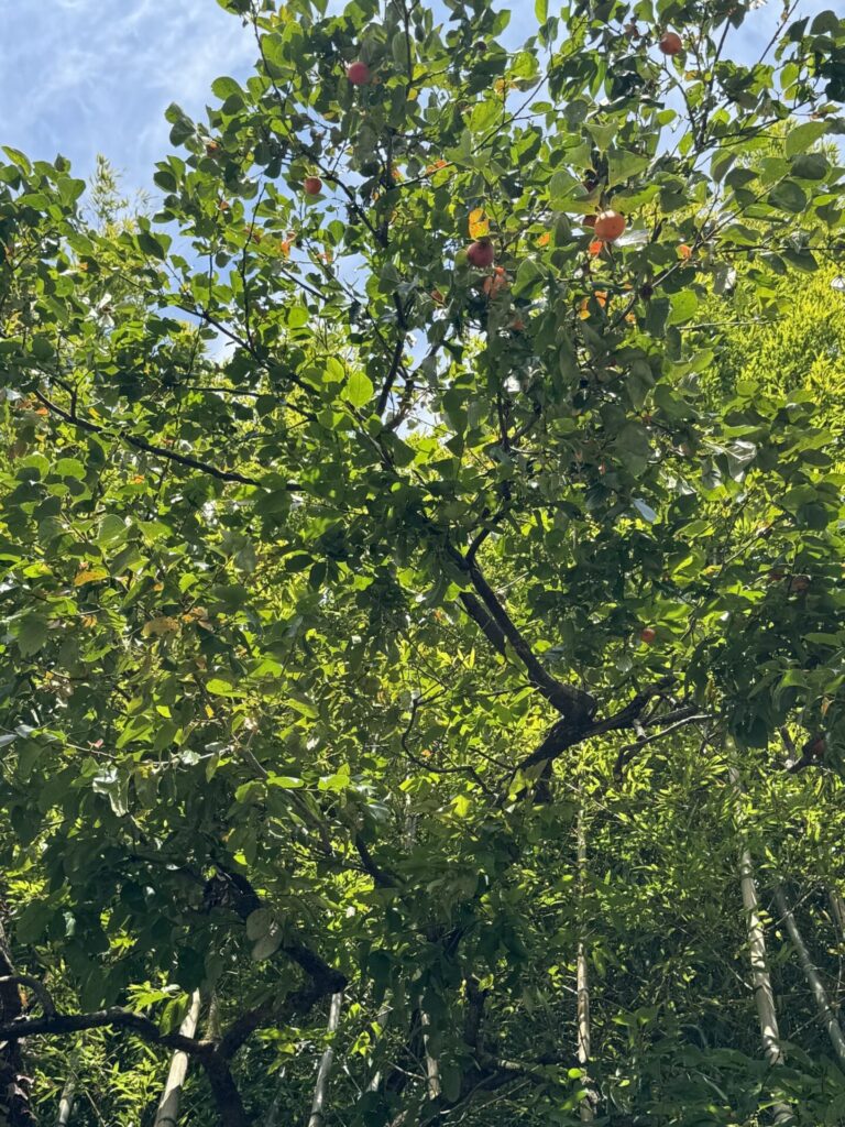 Caqui (Diospyros kaki). Créditos: © Lilia Efimtseva, algunos derechos reservados (CC-BY-NC). https://www.inaturalist.org/observations/250573839