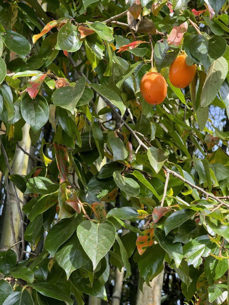 Caqui (Diospyros kaki). Créditos: © Lilia Efimtseva, algunos derechos reservados (CC-BY-NC). https://www.inaturalist.org/observations/250573839