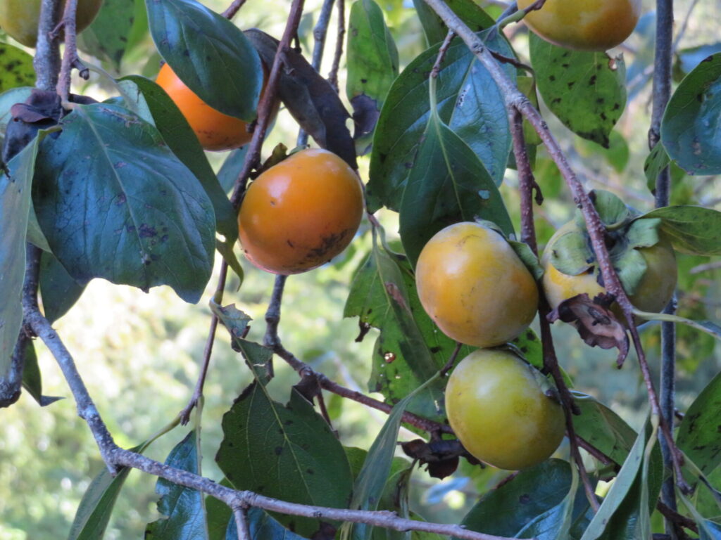 Caqui (Diospyros kaki). Créditos: © Marco Mussita, algunos derechos reservados (CC-BY). https://www.inaturalist.org/observations/16992317