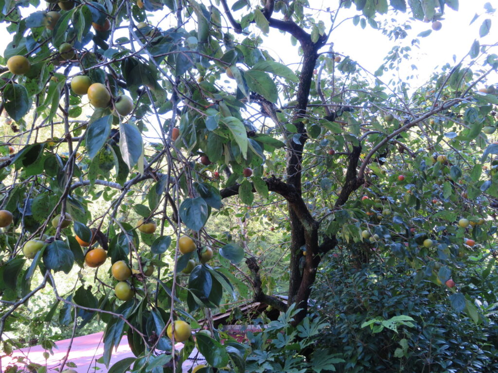 Caqui (Diospyros kaki). Créditos: © Marco Mussita, algunos derechos reservados (CC-BY). https://www.inaturalist.org/observations/16992317