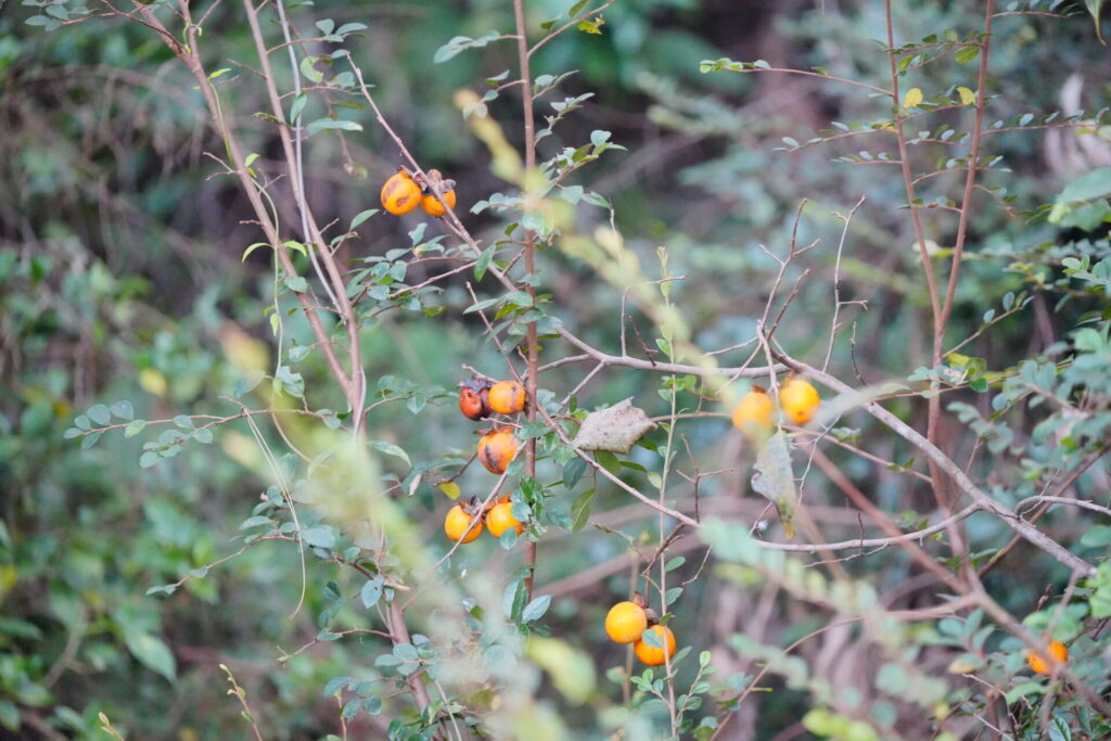 Caqui (Diospyros kaki). Créditos: © Stargazer, algunos derechos reservados (CC-BY-NC). https://www.inaturalist.org/observations/192157960
