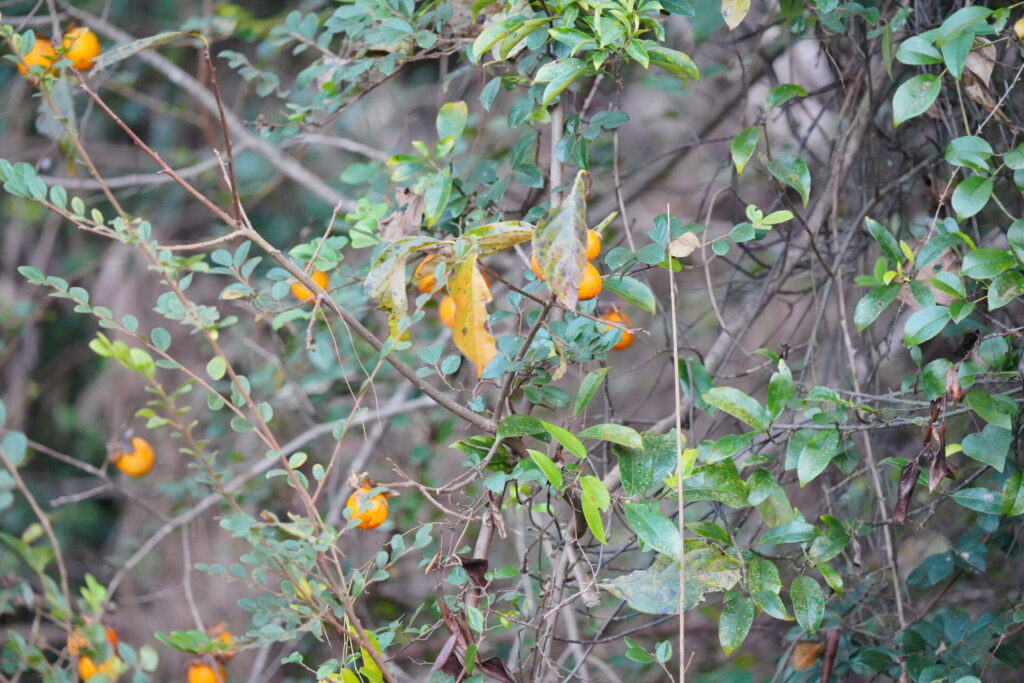 Caqui (Diospyros kaki). Créditos: © Stargazer, algunos derechos reservados (CC-BY-NC). https://www.inaturalist.org/observations/192157960