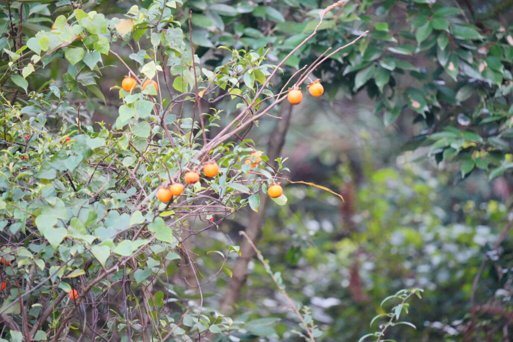 Caqui (Diospyros kaki). Créditos: © Stargazer, algunos derechos reservados (CC-BY-NC). https://www.inaturalist.org/observations/192157960