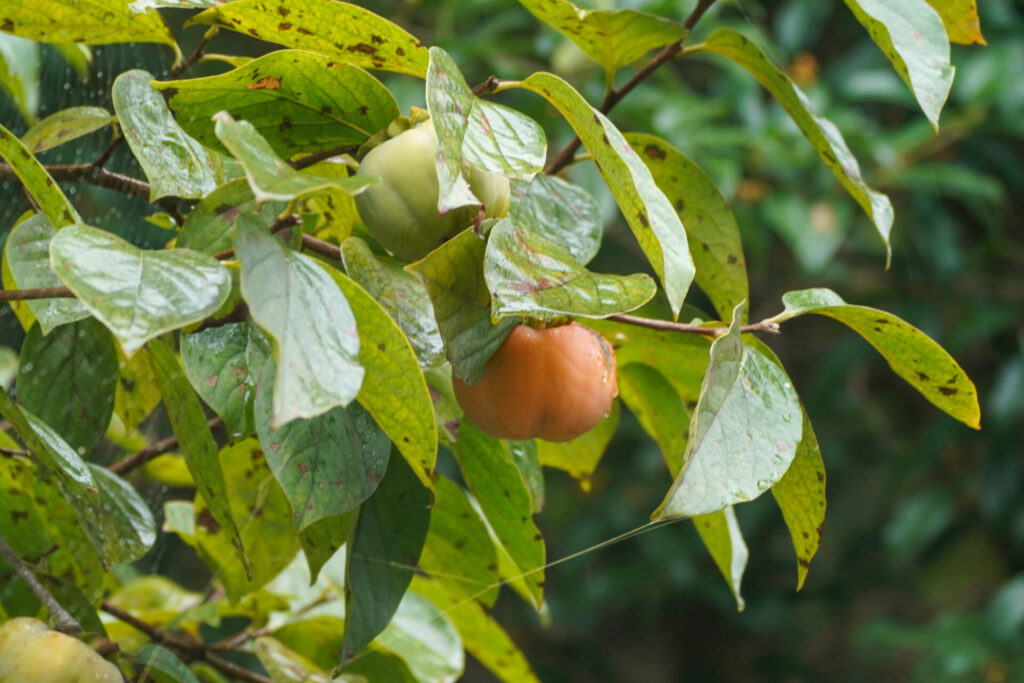 Caqui (Diospyros kaki). Créditos:  © WATANABE Hitoshi 渡辺仁, algunos derechos reservados (CC-BY). https://www.inaturalist.org/observations/245050010