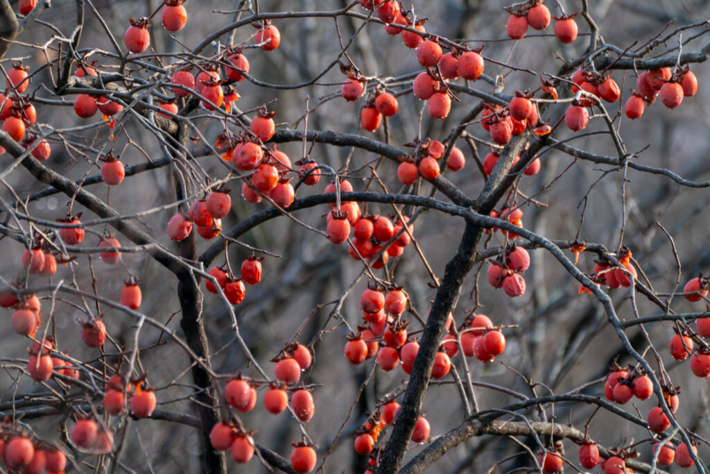 Caqui (Diospyros kaki). Créditos: © WATANABE Hitoshi 渡辺仁, algunos derechos reservados (CC-BY). https://www.inaturalist.org/observations/197294991