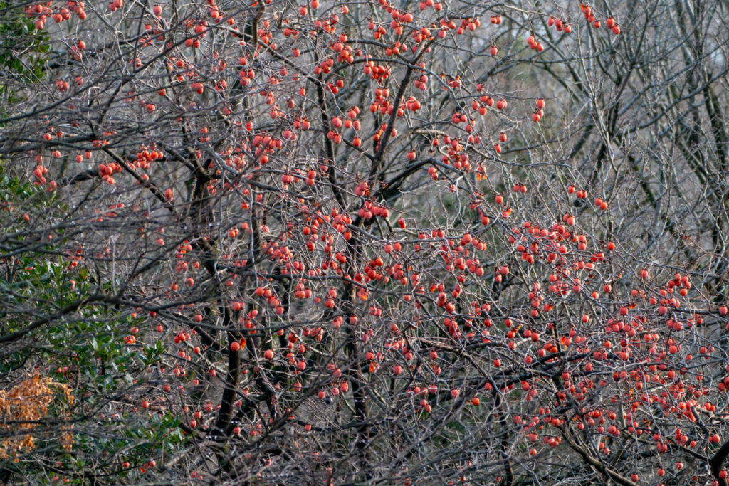 Caqui (Diospyros kaki). Créditos: © WATANABE Hitoshi 渡辺仁, algunos derechos reservados (CC-BY). https://www.inaturalist.org/observations/197294991