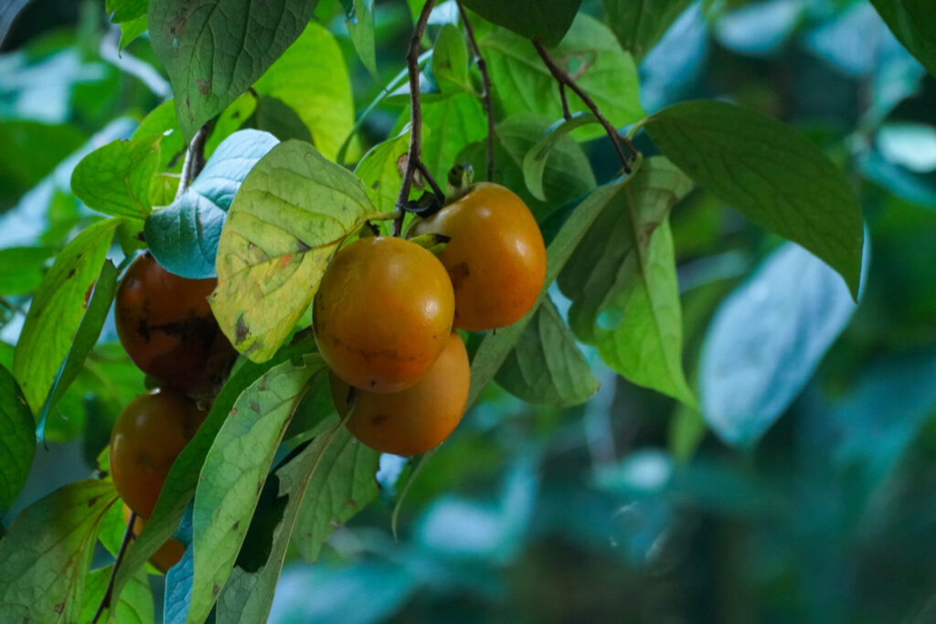 Caqui (Diospyros kaki). Créditos: © WATANABE Hitoshi 渡辺仁, algunos derechos reservados (CC-BY). https://www.inaturalist.org/observations/248487141