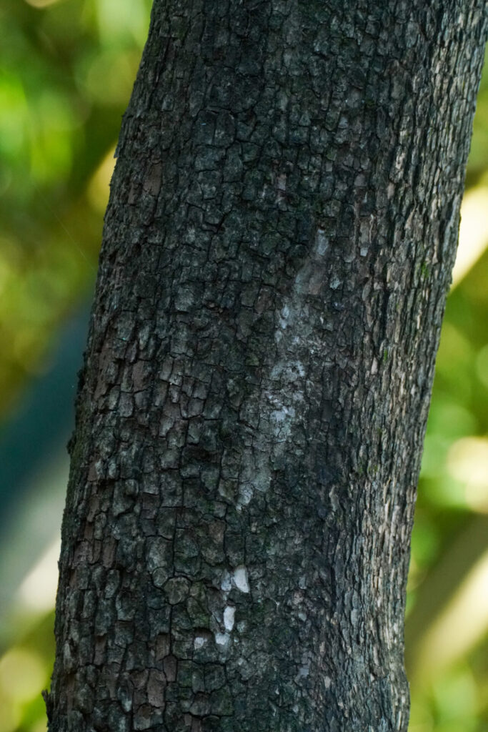 Caqui (Diospyros kaki). Créditos: © WATANABE Hitoshi 渡辺仁, algunos derechos reservados (CC-BY). https://www.inaturalist.org/observations/248487141