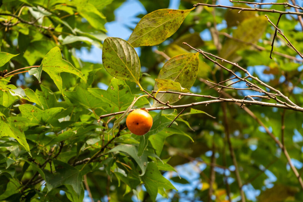 Caqui (Diospyros kaki). Créditos: © yuu kii, algunos derechos reservados (CC-BY-NC). https://www.inaturalist.org/observations/253022374