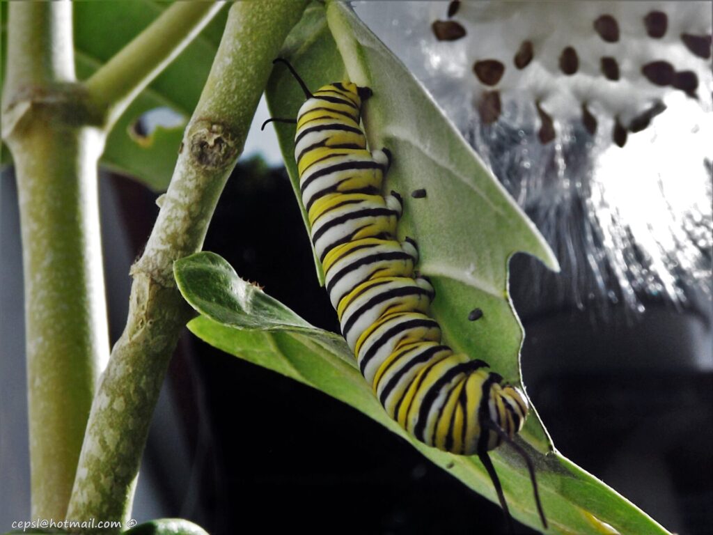 Mariposa monarca. Créditos (CC-BY): Carlos E. Pérez, vía Wikimedia Commons.