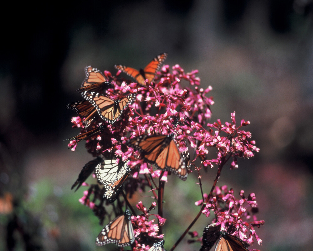 Mariposa monarca: Esa épica migratoria que es protegida por las comunidades locales en México 