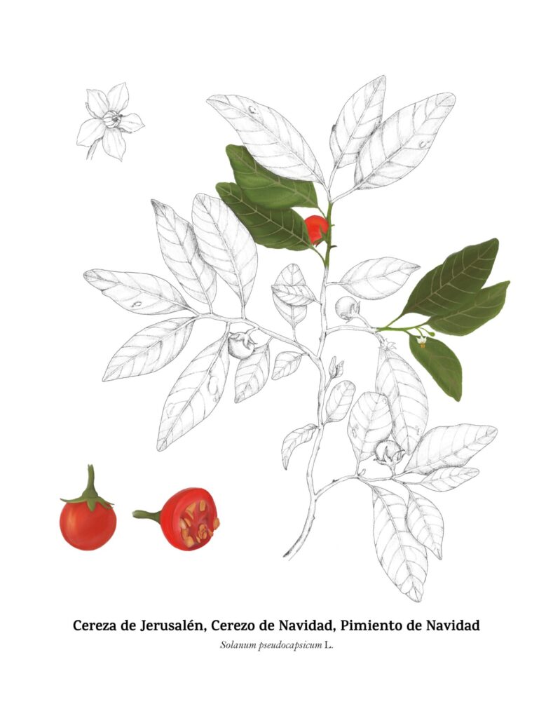 Solanum Pseudocapsicum (cerezo de navidad). Créditos: Monserrat Herrera
