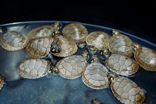 Neonatos de tortuga charapa en tinas con agua de río, parte del proceso de manejo de la especie. Créditos: cortesía CI Ecuador