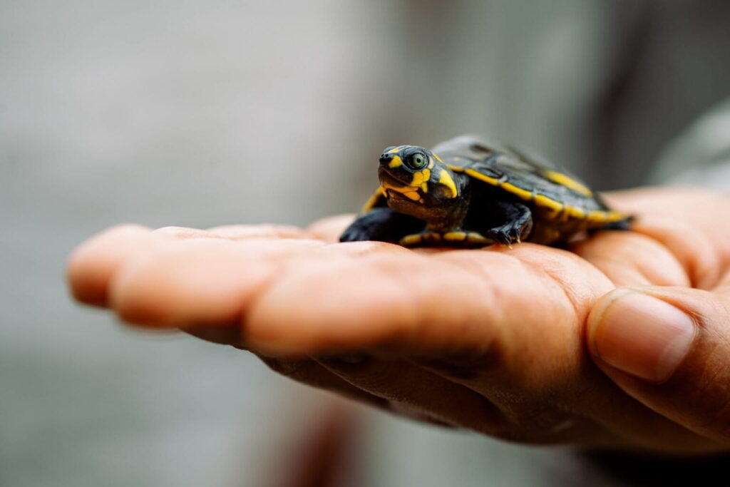 Cría de tortuga charapa (Podocnemis unifilis). Créditos: cortesía CI Ecuador