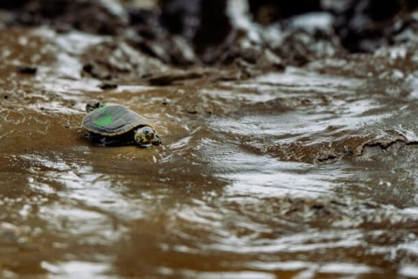 Tortuga charapa marcada para su monitoreo posterior a la liberación en el río. Créditos: cortesía CI Ecuador