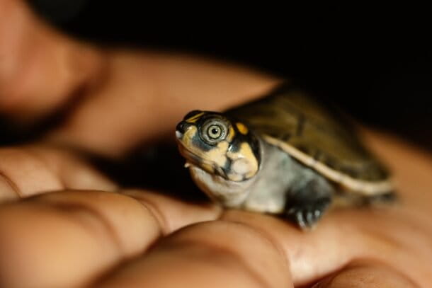 Una tortuga charapa bajo el cuidado de las Tari Nomiowa’i, antes de su liberación en el río Aguarico. Créditos: cortesía CI Ecuador