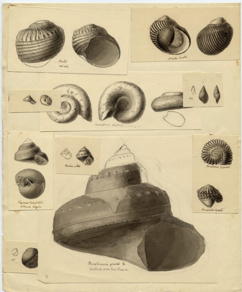 Créditos: Cortesía Archivo Histórico y Patrimonial de la Dirección Museológica de la Universidad Austral de Chile