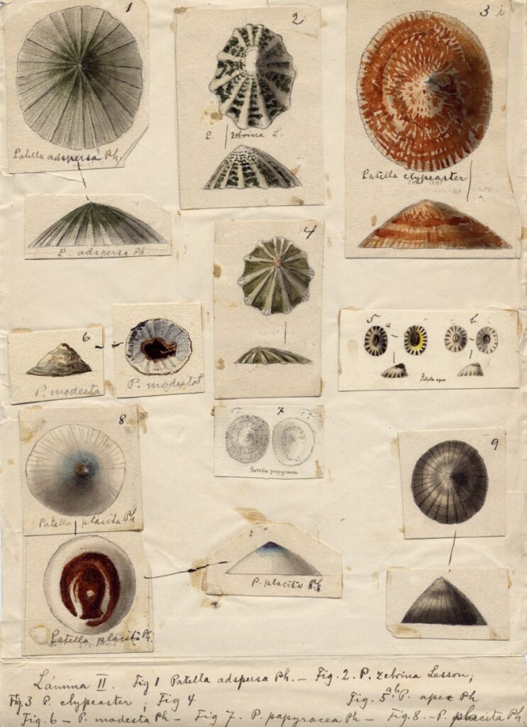 Créditos: Cortesía Archivo Histórico y Patrimonial de la Dirección Museológica de la Universidad Austral de Chile