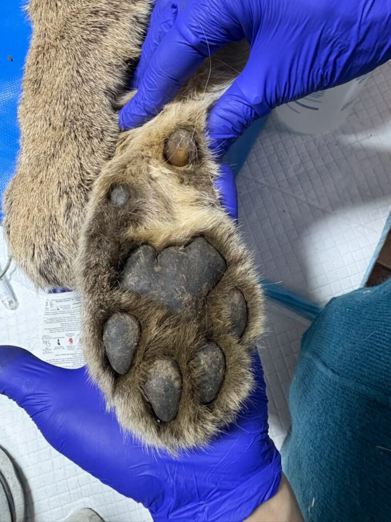 Control médico de puma rescata de Paine. Créditos Refugio Animal Cascada