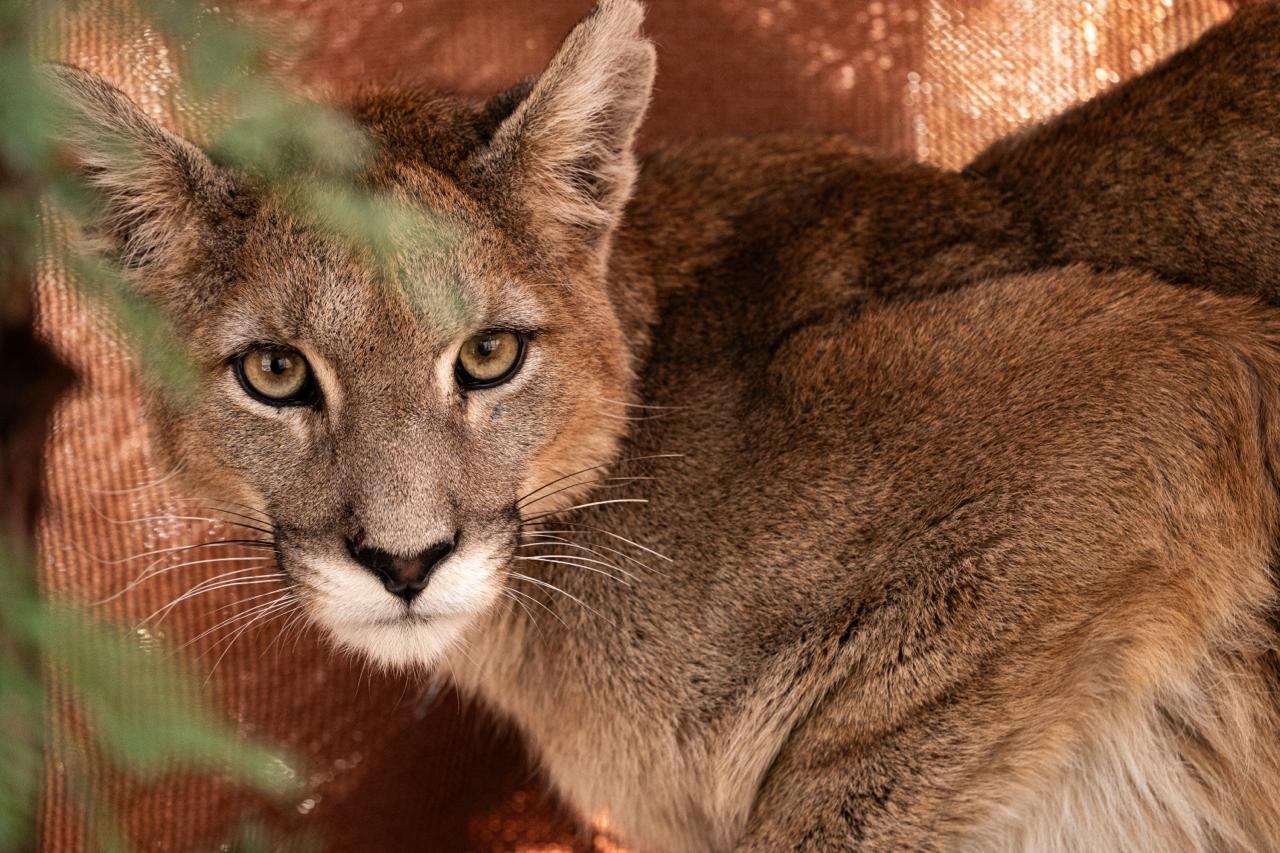 Pequeña puma rescatada en Paine inspira campaña para crear el primer centro de rehabilitación para su especie en Chile