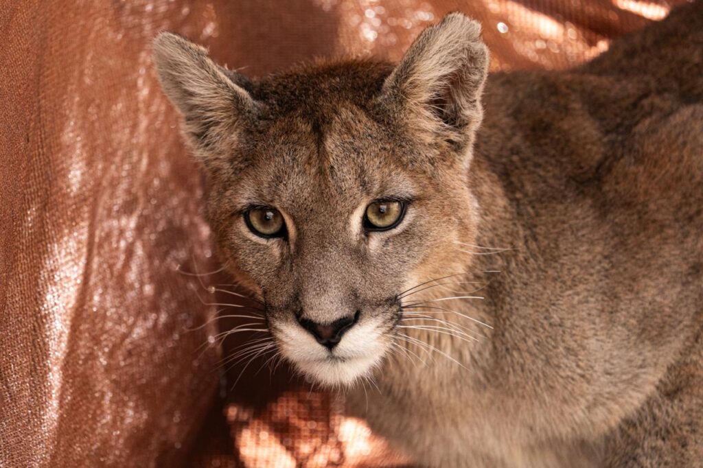 Puma rescatada en Paine. Créditos: Refugio Animal Cascada.