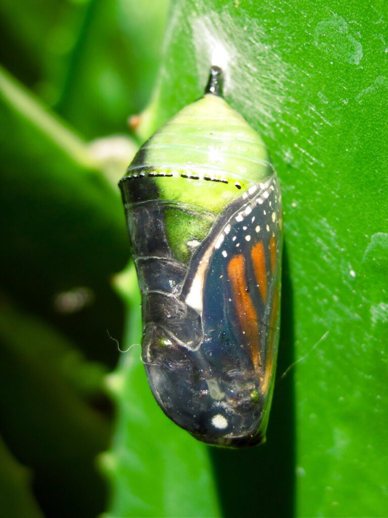 Mariposa monarca. Créditos (CC-BY): Davidd, vía Wikimedia Commons.