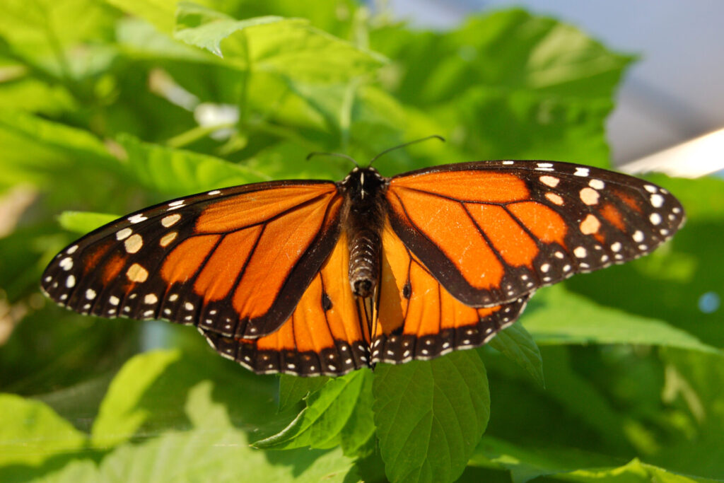 Mariposa monarca. Créditos (CC-BY): Derek Ramsey, vía Wikimedia Commons.