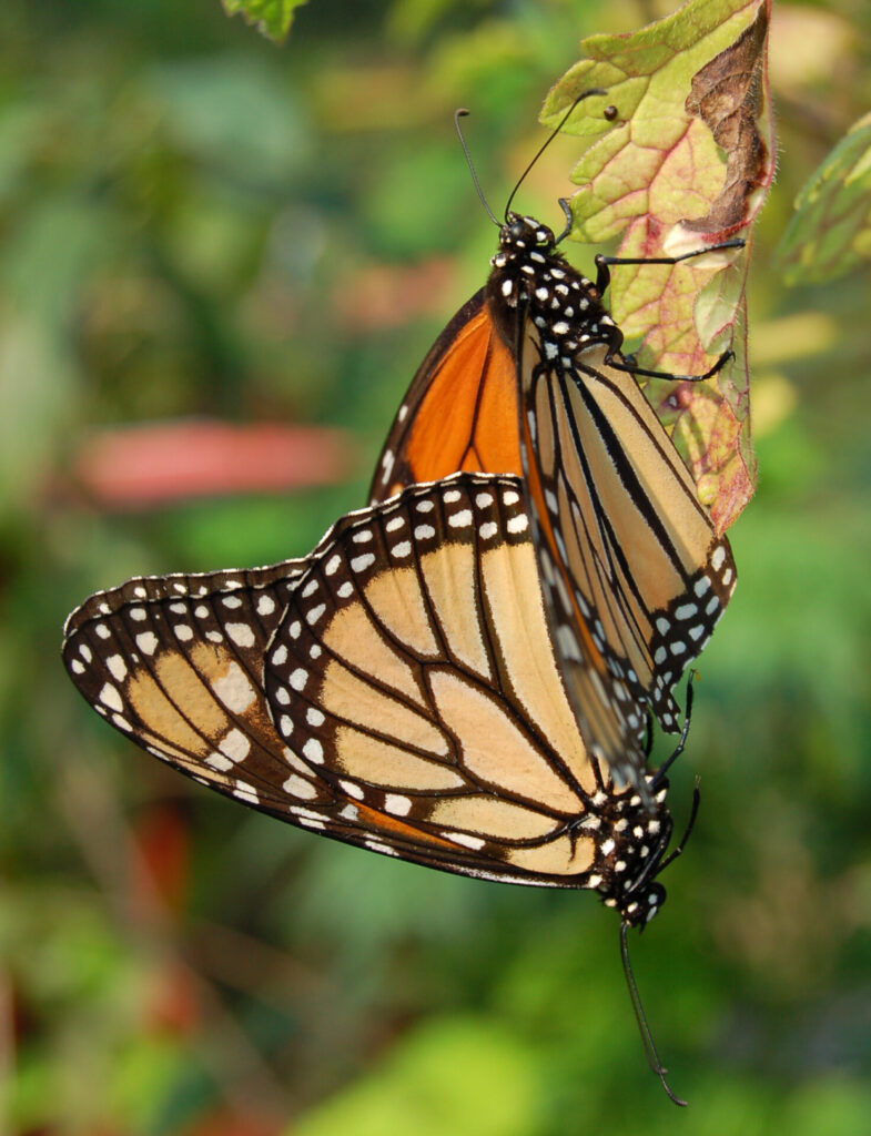 Mariposa monarca. Créditos (CC-BY): Derek Ramsey, vía Wikimedia Commons.