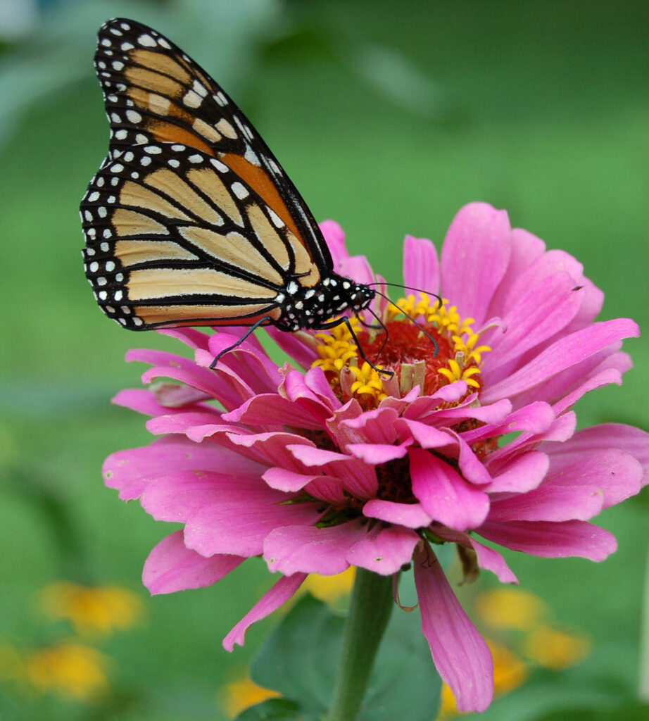 Mariposa monarca. Créditos (CC-BY): Derek Ramsey, vía Wikimedia Commons.